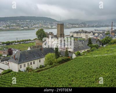 Burgruine und Häuser mit Weinbergen am Uferufer, bingen, rhein, deutschland Stockfoto