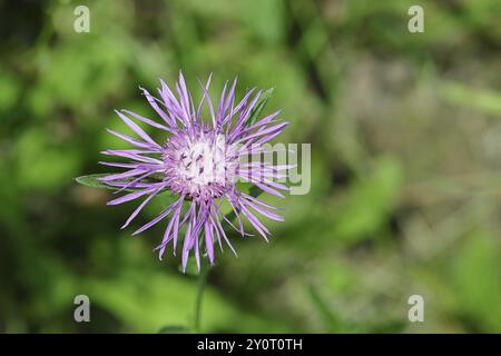 Wiesenknabe oder brauner Knäppchen (Centaurea jacea), Blume, Wilnsdorf, Nordrhein-Westfalen, Deutschland, Europa Stockfoto