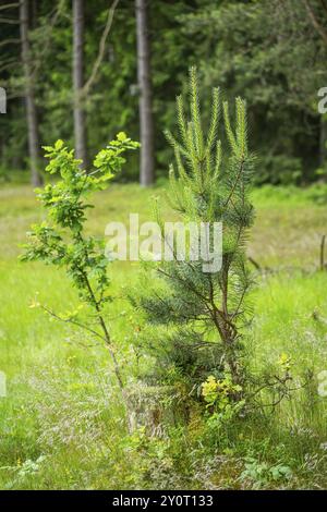 Kiefer (Pinus sylvestris) und Stieleiche (Quercus robur) wachsen in einem Wald, Bayern, Deutschland, Europa Stockfoto