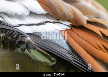 Ägyptische Gans (Alopochen aegyptiaca), Detail, Federn, Bayern, Deutschland, Europa Stockfoto