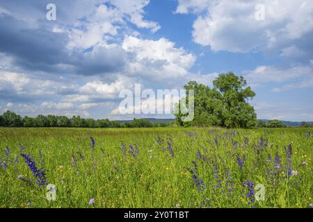 wiesenblume (Salvia pratensis) wächst auf einer Wiese, Bayern, Deutschland, Europa Stockfoto