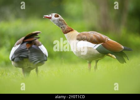 Ägyptische Gans (Alopochen aegyptiaca), auf einer Wiese stehend, Bayern, Deutschland Europa Stockfoto