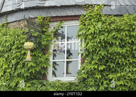 Schild mit goldenem Becher vom Restaurant zum Tümchen, Fenster, Becher, Golden, Reflexion, ivy, Pflanzenwuchs, bewachsen, Idylle, Hofheim, Taunus, Hessen, Stockfoto