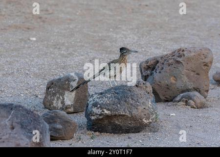 Ein größerer Roadrunner in Tucson, Arizona Stockfoto