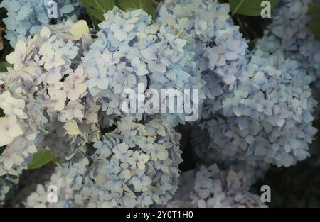 Große, lila und blaue Hortensie Blüten in zarten Pastelltönen im Sommer, bigleaf Hortensie (Hortensie macrophylla), auch Gartenhortensie oder Bauernhof Stockfoto