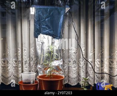 Eine Cannabislampe beleuchtet eine Cannabispflanze, die auf einer Fensterbank in einer Wohnung platziert wird. Bis zu drei Cannabispflanzen können in Deutschland privat angebaut werden Stockfoto