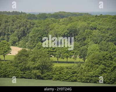 Ein dichter grüner Wald mit einigen Feldern im Hintergrund bei klarem Sommerwetter, Billerbeck Münsterland, Nordrhein-Westfalen, Deutschland, Europa Stockfoto