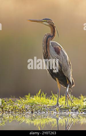 Purpurreiher (Ardea purpurea) in prächtigem Gefieder mit dekorativen Federn, Angeln, Jagen, Aussichtspunkt, Futtersuche, Hochformat, Flachwasserzone, Stockfoto