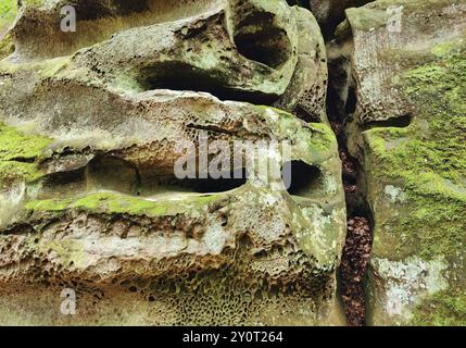 Bizarr verwitterter Sandstein, Detail, Müllerthal Trail, Müllerthal Region, Luxemburgs kleine Schweiz, Luxemburg, Europa Stockfoto