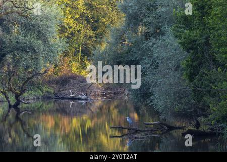 Graureiher (Ardea cinerea) auf totem Wald in den Schussen, Weiden (Salix), Weidenfamilie (Salicaceae), Schussen, Eriskircher Ried Naturpark, Erisk Stockfoto