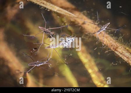 North American Common Water Striders oder Aquarius remigis fressen eine Biene am Cypress Trail in Payson, Arizona. Stockfoto