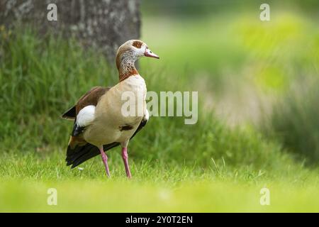 Ägyptische Gans (Alopochen aegyptiaca), auf einer Wiese stehend, Bayern, Deutschland Europa Stockfoto