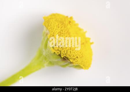 Makrofoto, Blume von tansy (Tanacetum vulgare) auf weißem Hintergrund Stockfoto