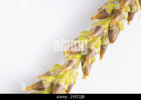 Nahaufnahme, brauner Samenkopf von breitblättrigem Kochbananen (Plantago Major) auf weißem Hintergrund Stockfoto