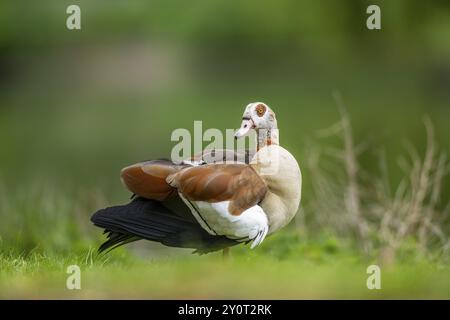 Ägyptische Gans (Alopochen aegyptiaca), stehend, Bayern, Deutschland Europa auf einer Wiese, Bayern, Deutschland Europa Stockfoto