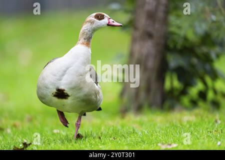 Ägyptische Gans (Alopochen aegyptiaca), Walking on a Meadow, Bayern, Deutschland Europa Stockfoto