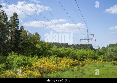 Stromleitung vor blauem Himmel über gelb blühenden Besenbüschen, haarigem Grünkraut (Genista pilosa), Frühling, Bayern, Deutschland, Europa Stockfoto