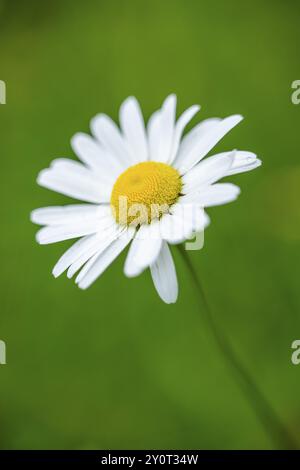 Nahaufnahme von Ochsenaugenblüten (Leucanthemum vulgare) im Frühjahr, Bayern, Deutschland, Europa Stockfoto