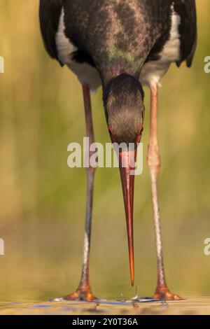 Schwarzstorch (Ciconia nigra) Angeln, Jagen, auf der Suche nach Nahrung, mit weißen Fischen als Beute, Porträt, Flachwasserzone, Uferbereich, hun Stockfoto