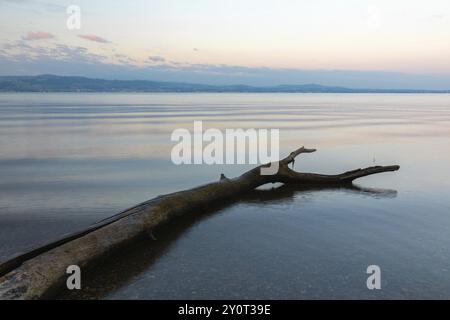 Baumstamm im Wasser, Totholz, Bodensee, Langenargen, Baden-Württemberg, Deutschland, Europa Stockfoto