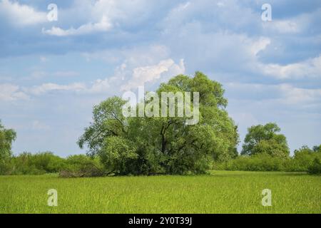 Eine alte Wiege (Salix fragilis) steht auf einer hohen Wiese, über der sich in der Nähe von Pfatter, Oberpfalz, Bayern, Deutschland, Europa bewölkt Stockfoto