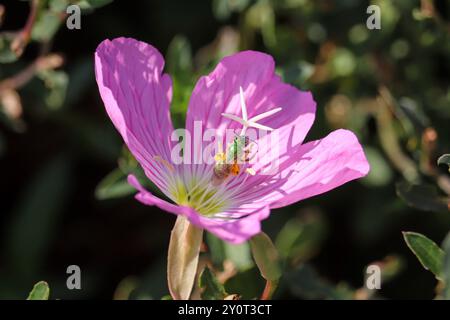 Nahaufnahme einer Schweißbiene, die eine rosafarbene Kerzenblume im Payson Community Garden in Payson, Arizona, ernährt. Stockfoto