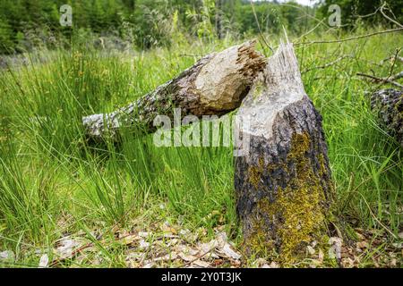 Nahaufnahme eines Baumes, der von einem europäischen Biber (Castor fiber) gefällt wurde, liegt Gras, Oberpfalz, Bayern, Deutschland, Europa Stockfoto