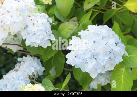 Große, rein weiße Hortensie Blüten, einige mit einem leichten blauen Schimmer im Sommer, bigleaf Hortensie (Hydrangea macrophylla), auch bekannt als Gartenhydran Stockfoto