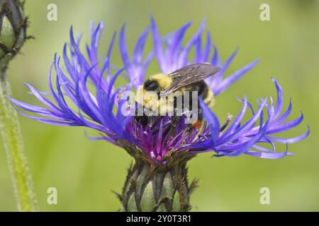 Eine Hummel sammelt Pollen von einer violetten Kegelblume im Norden Idahos Stockfoto