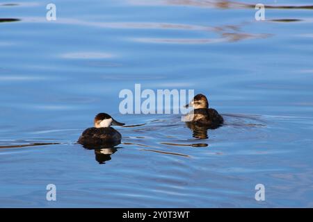 Enten, die auf dem Wasser mit Kräuseln schwimmen Stockfoto