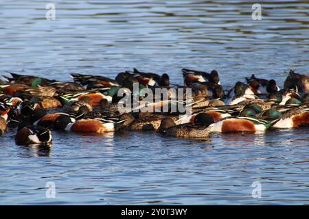 Eine Herde von Enten, die auf dem Teich schwimmen Stockfoto