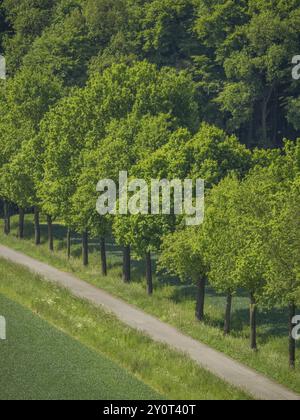 Baumreihe entlang eines Weges, grüne Felder und dichte Wälder, Billerbeck Münsterland, Nordrhein-Westfalen, Deutschland, Europa Stockfoto