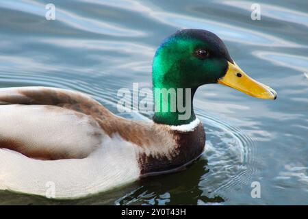 Stockenten-Enten-Nahaufnahme-Seitenprofil Stockfoto