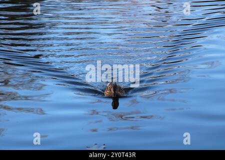 Enten, die auf dem Wasser mit Kräuseln schwimmen Stockfoto