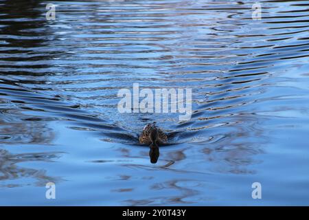 Enten, die auf dem Wasser mit Kräuseln schwimmen Stockfoto