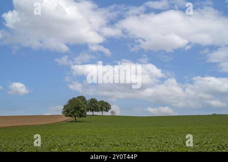 Eine ruhige Landschaft mit Walnussbäumen im Vordergrund, ein weites grünes Feld und ein wolkenblauer Himmel, Viehstrich, Südpfalz, Pfalz, Rhein Stockfoto