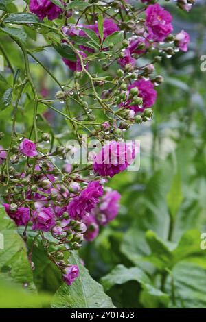 Rose (Rosa sp.) Mit Regentropfen, Nordrhein-Westfalen, Deutschland, Europa Stockfoto