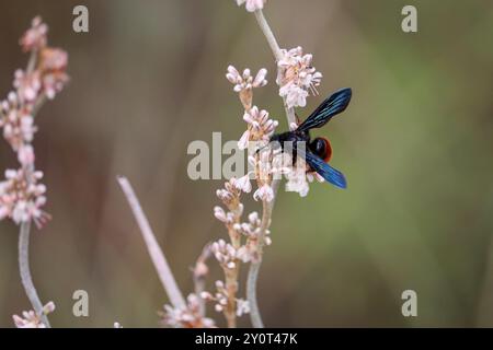 Feuerschwanz Scoliid Wasp oder Triscolia Ardens, die Buchweizenblüten auf dem Pine Loop Trail in Pine, Arizona, fressen. Stockfoto