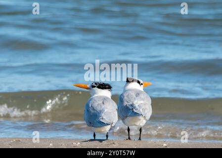 Royal Terns am South Padre Island Beach, Texas Stockfoto