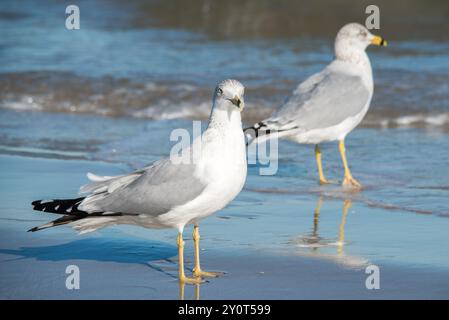 Möwen am Strand von South Padre Island, Texas Stockfoto