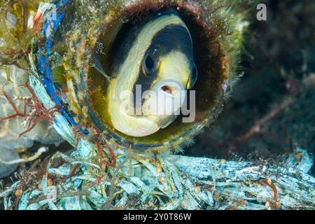 Schwarze Demoiselle, Amblypomacentrus Breviceps, Unterschlupf in einer weggeworfenen Flasche, gebunden mit einem Polypropylenseil, Lembeh-Straße, Nord-Sulawesi, Indon Stockfoto