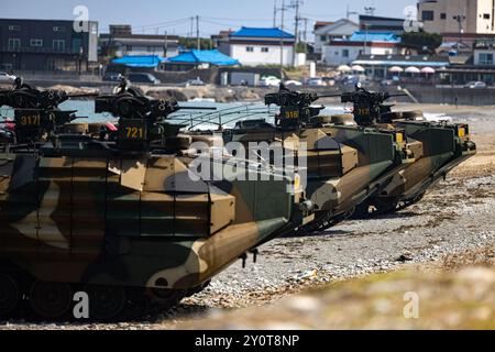 Marines der Republik Korea mit der 1. ROK Marine Division kommen an Land in koreanischen Angriffsamphibienfahrzeugen während einer simulierten amphibischen Angriffsprobe im Rahmen der Übung Ssang Yong 24 in Pohang, Südkorea, am 1. September 2024. Übung SY24 stärkt die Allianz zwischen Korea und den USA durch bilaterale, gemeinsame Ausbildung und trägt zur kombinierten amphibischen Fähigkeit bei, die koreanische Halbinsel zu verteidigen. (Foto des U.S. Marine Corps von CPL. John J. Simpson) Stockfoto