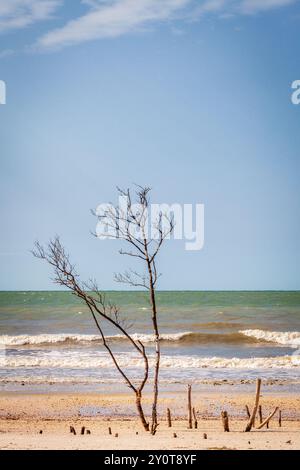 Trockene Bäume und Baumstümpfe am Strand im Fort DeSoto County Park in St. Petersburg, Florida Stockfoto