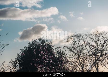 Baumzweige und rosa Pflaumenblüten mit wunderschönen Wolken am Himmel bei Sonnenuntergang in Tasmanien, Australien Stockfoto