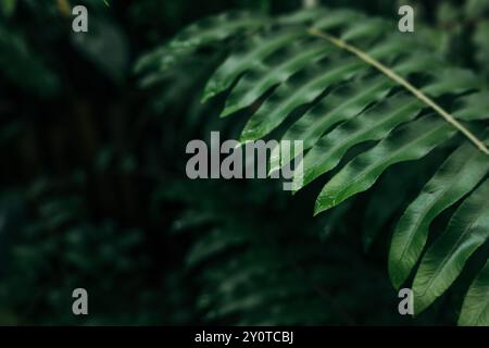 Nahaufnahme grüner Farnblätter in dunklem Waldhintergrund Stockfoto
