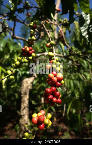 Kaffeekirschen auf einer Farm im Dorf Tegur Wangi, Pagar Alam, Süd-Sumatra, Indonesien. Stockfoto