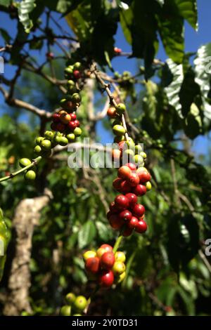 Kaffeekirschen auf einer Farm im Dorf Tegur Wangi, Pagar Alam, Süd-Sumatra, Indonesien. Stockfoto