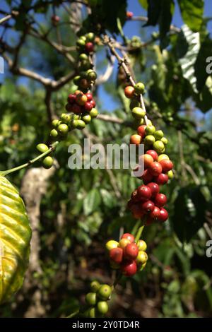 Kaffeekirschen auf einer Farm im Dorf Tegur Wangi, Pagar Alam, Süd-Sumatra, Indonesien. Stockfoto