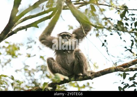 Porträt eines Javanischen Gibbons (Hylobates moloch, silvery gibbon) im Gunung Halimun Salak Nationalpark in West Java, Indonesien. Stockfoto