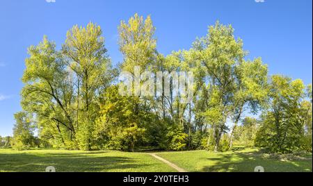 Hohe Bäume im Park auf blauem Himmel Hintergrund. Herbstliche Panoramablicke. Stockfoto